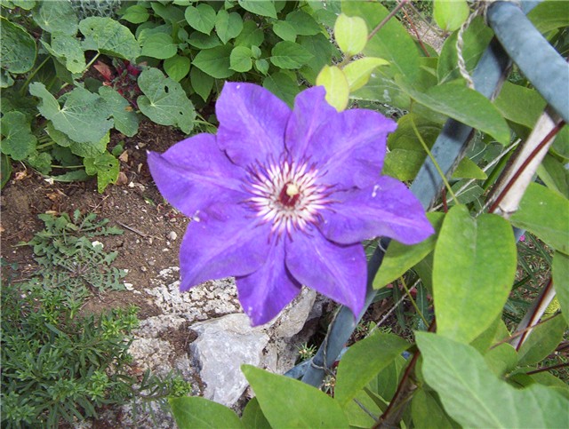 klematis